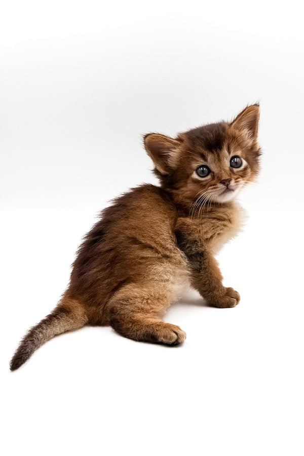 Quick | Somali Kitten