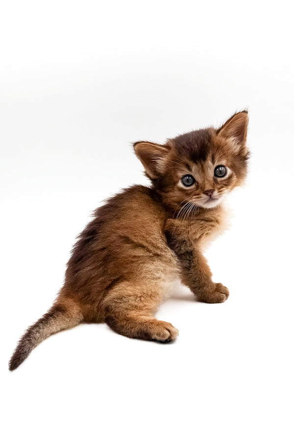 Quick | Somali Kitten