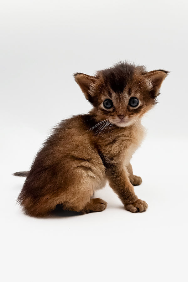Quick | Somali Kitten