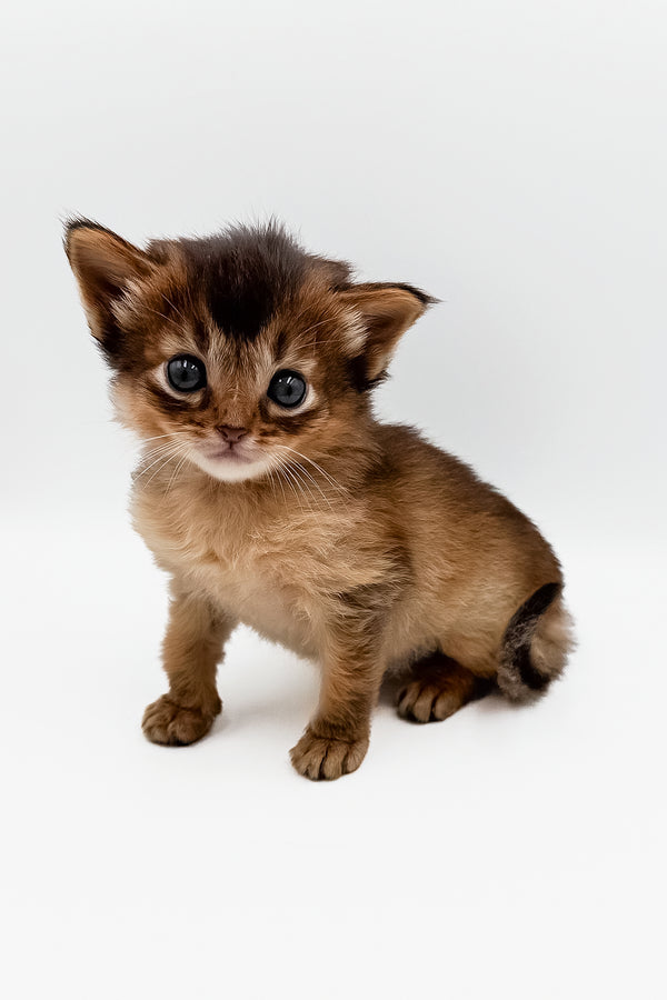 Quick | Somali Kitten