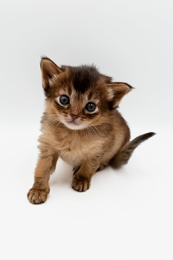 Quick | Somali Kitten