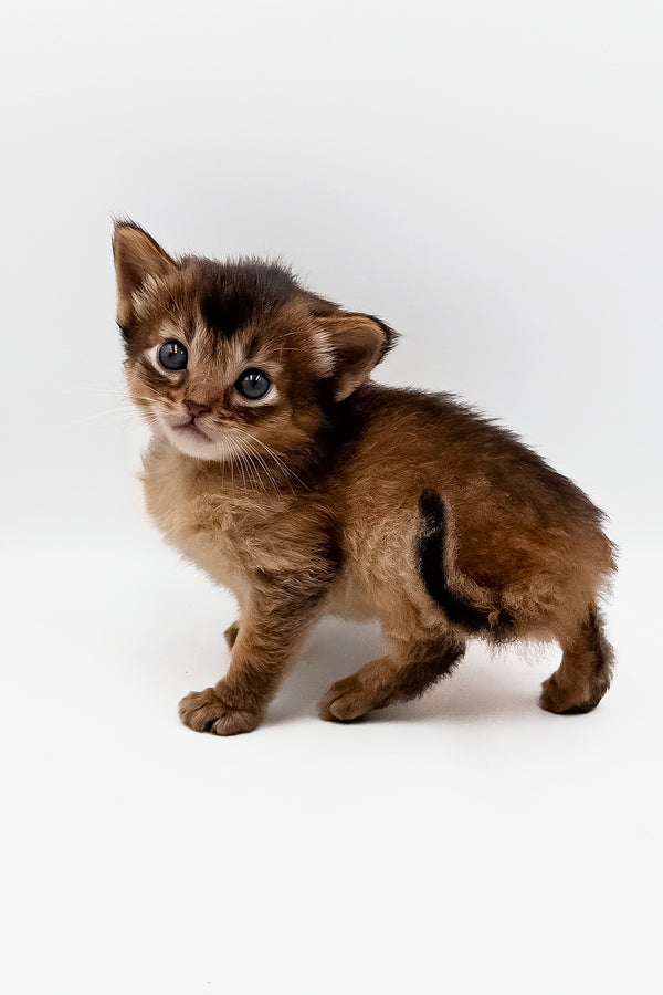 Quick | Somali Kitten