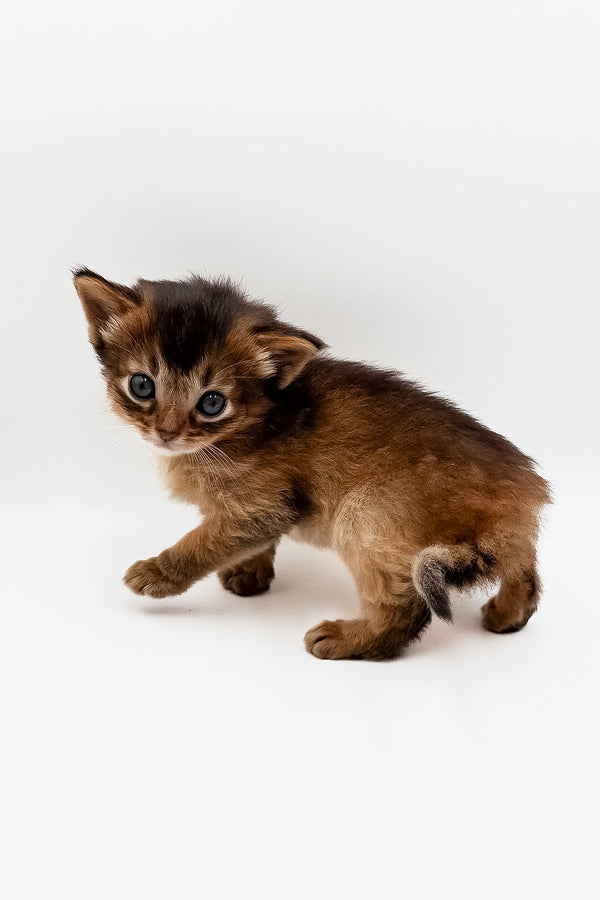 Quick | Somali Kitten