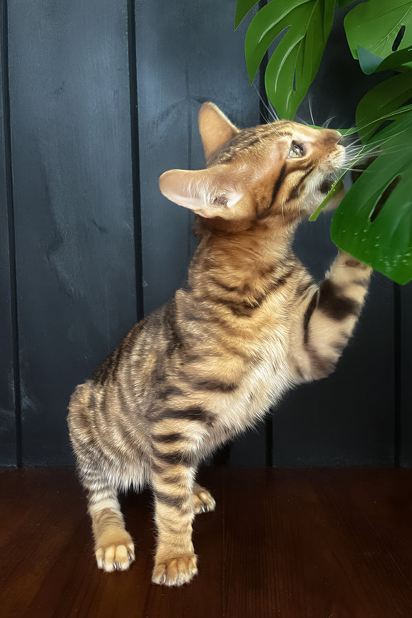 Quillon | Toyger Kitten