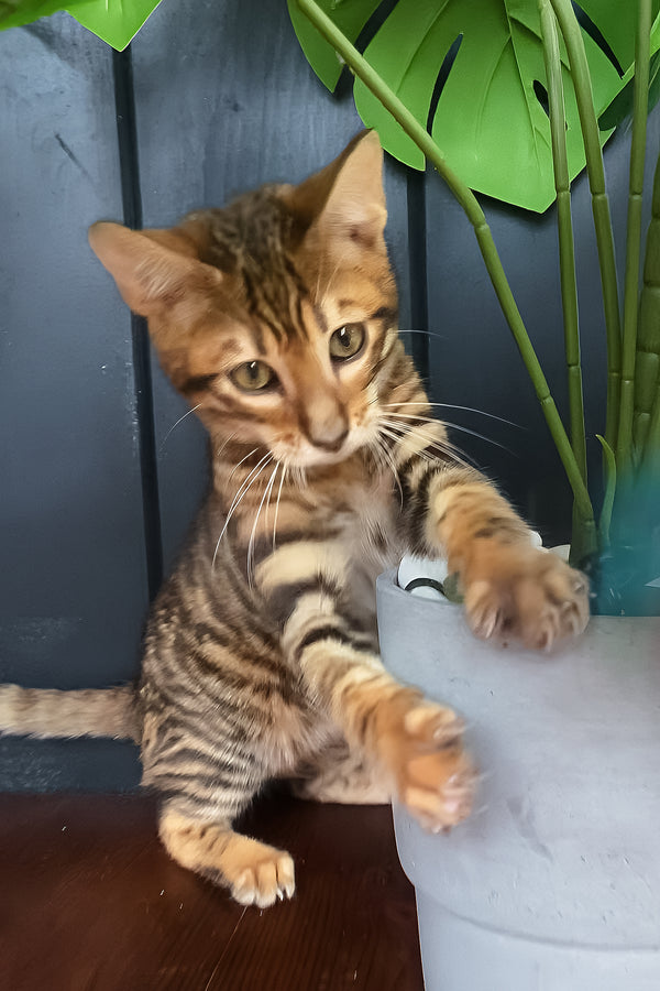 Quillon | Toyger Kitten