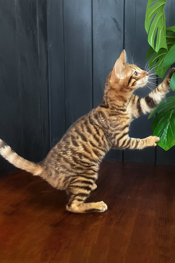 Quillon | Toyger Kitten