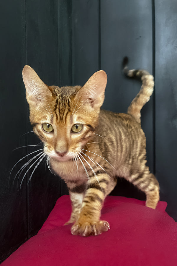 Quillon | Toyger Kitten