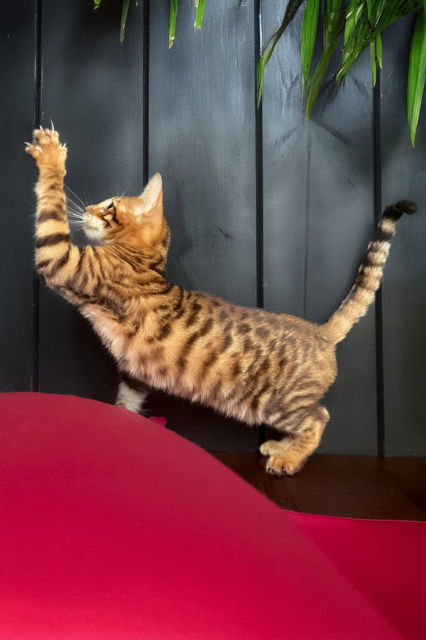 Quillon | Toyger Kitten