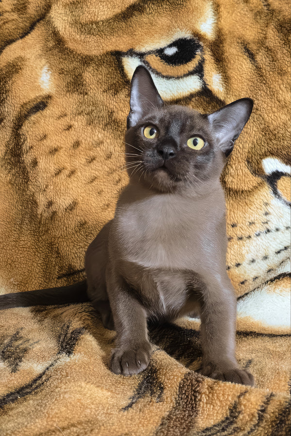 Quirin | Burmese Kitten