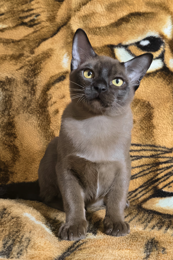 Quirin | Burmese Kitten