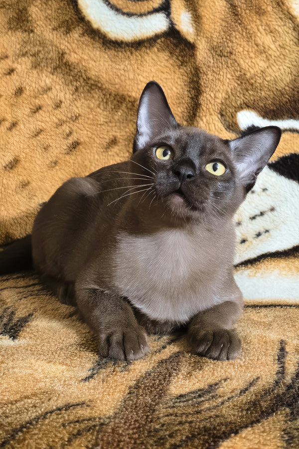 Quirin | Burmese Kitten