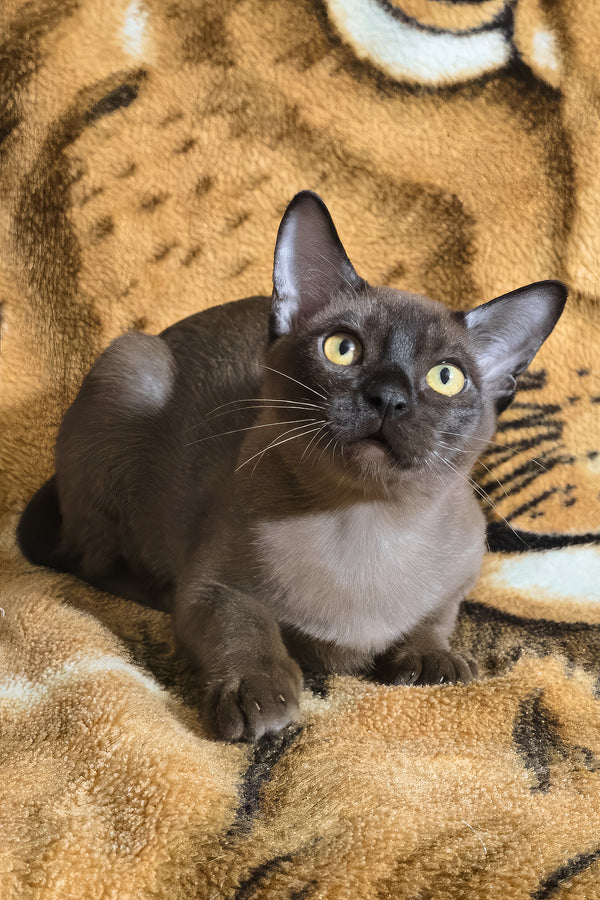 Quirin | Burmese Kitten