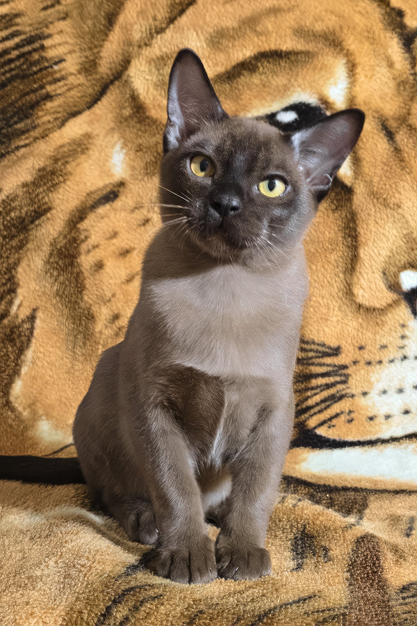 Quirin | Burmese Kitten