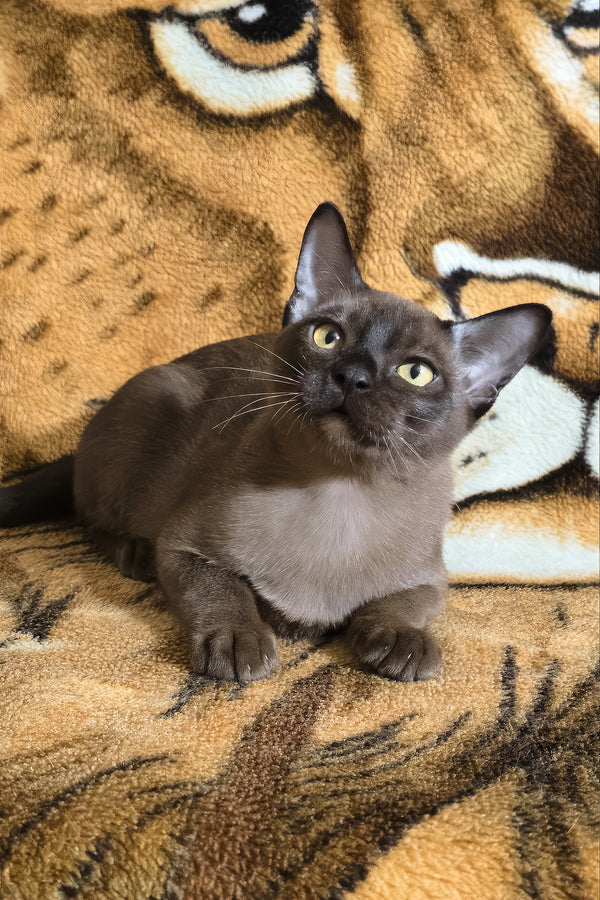 Quirin | Burmese Kitten