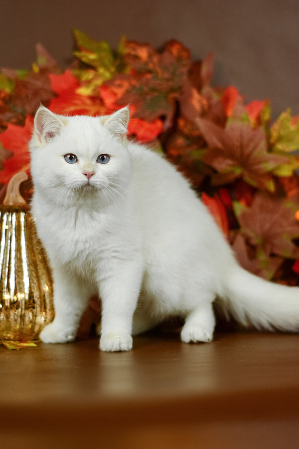 Quixy | British Shorthair Kitten