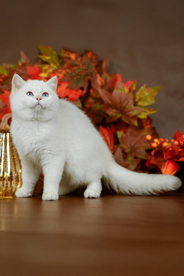 Quixy | British Shorthair Kitten