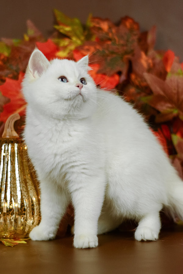 Quixy | British Shorthair Kitten