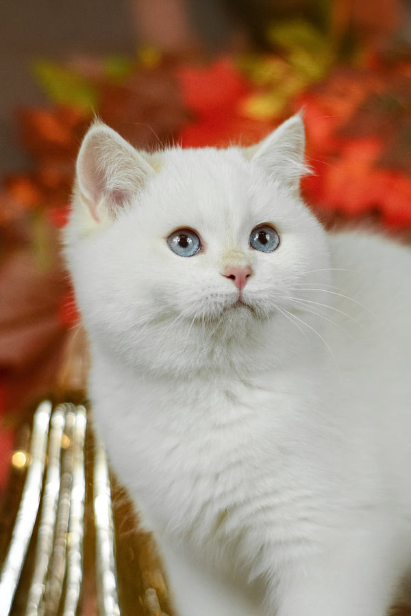 Quixy | British Shorthair Kitten