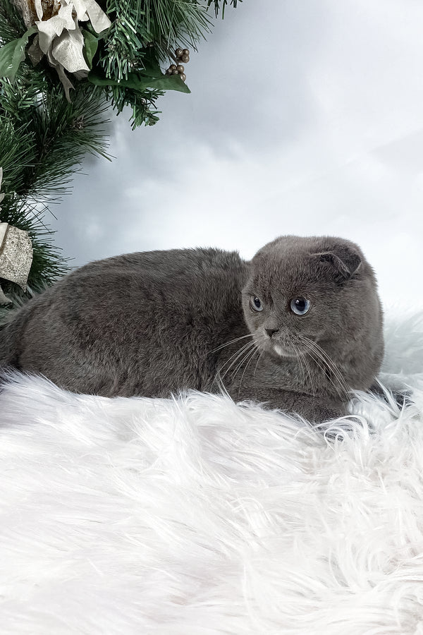 Quwenni | Scottish Fold Kitten