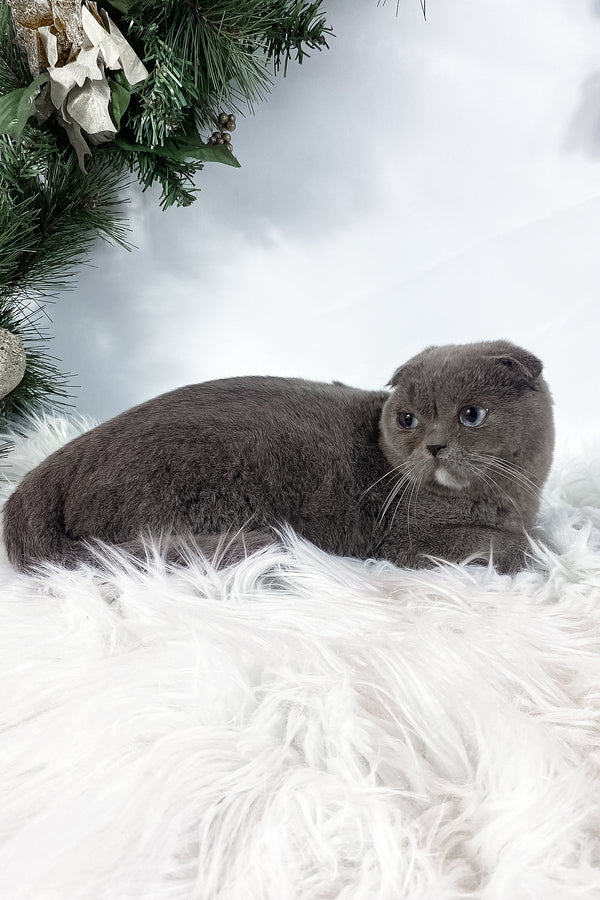 Quwenni | Scottish Fold Kitten