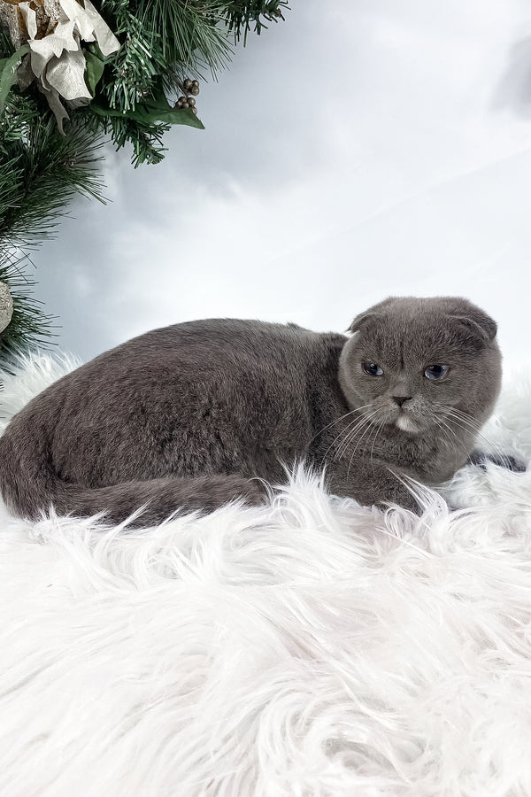 Quwenni | Scottish Fold Kitten