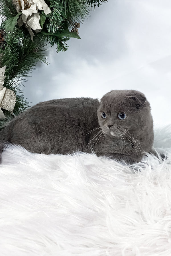 Quwenni | Scottish Fold Kitten