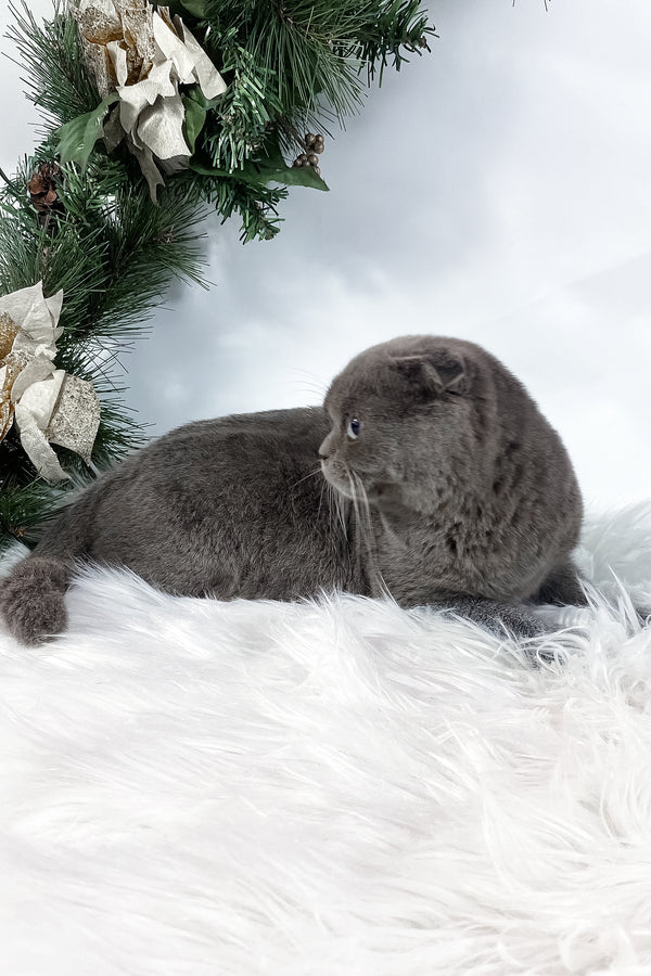 Quwenni | Scottish Fold Kitten