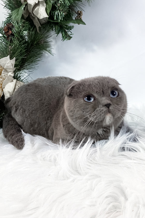 Quwenni | Scottish Fold Kitten