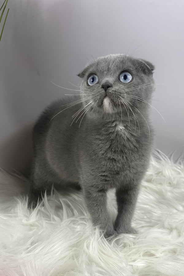 Quwenni | Scottish Fold Kitten