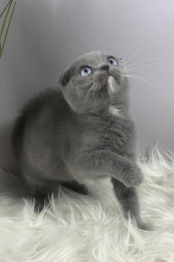 Quwenni | Scottish Fold Kitten
