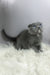 Quwenni | Scottish Fold Kitten
