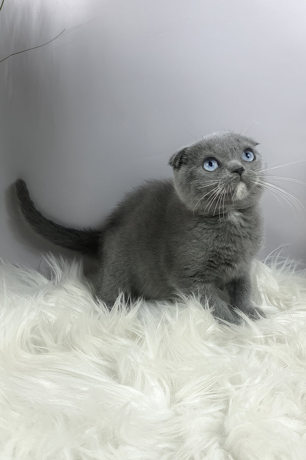 Quwenni | Scottish Fold Kitten