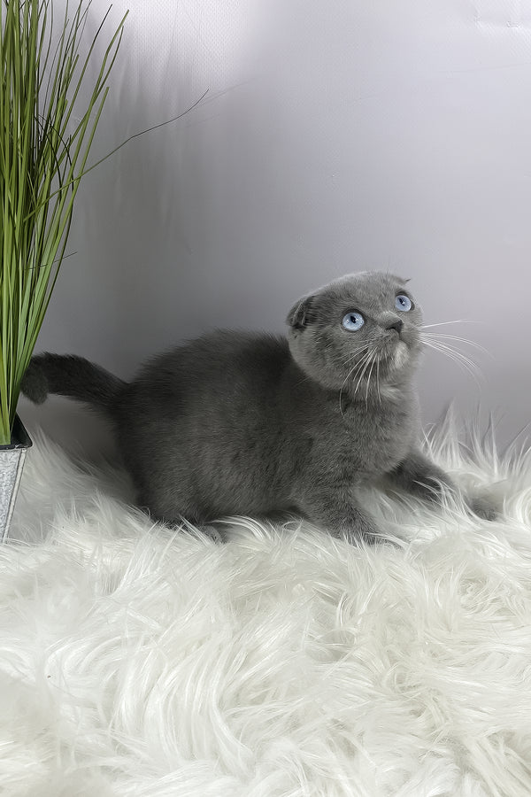 Quwenni | Scottish Fold Kitten