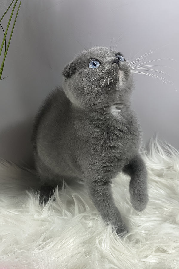 Quwenni | Scottish Fold Kitten