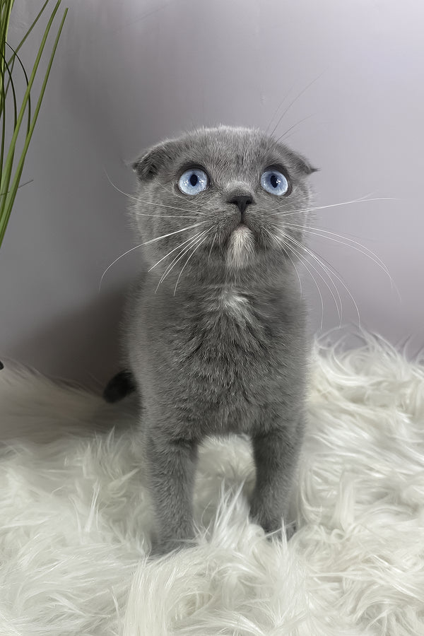 Quwenni | Scottish Fold Kitten