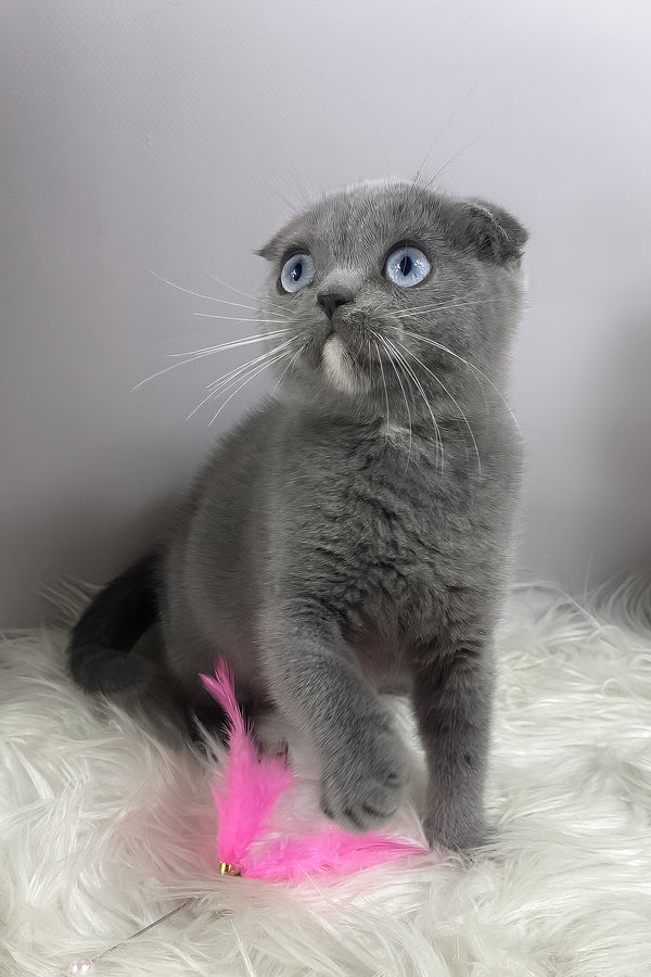Quwenni | Scottish Fold Kitten
