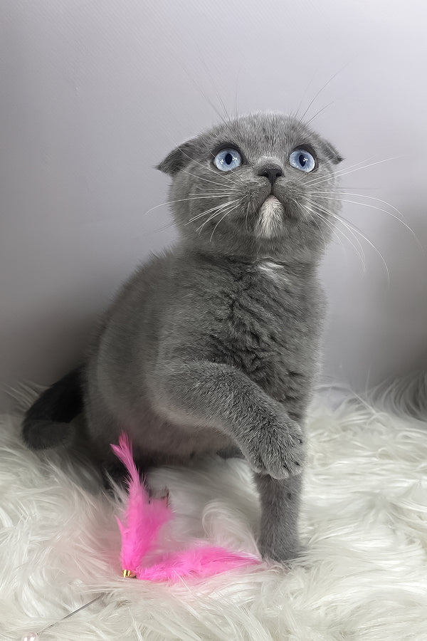 Quwenni | Scottish Fold Kitten