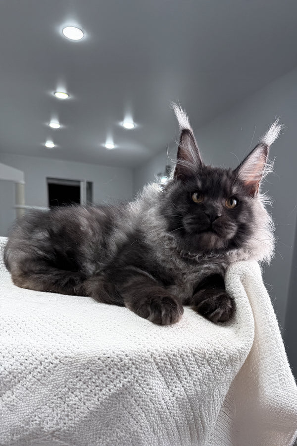 Quwentin | Maine Coon Kitten