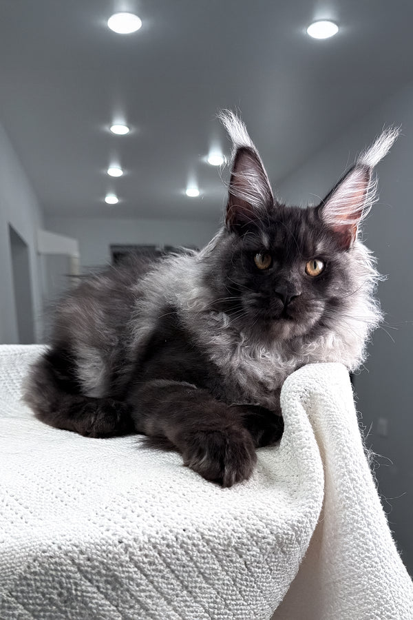 Quwentin | Maine Coon Kitten