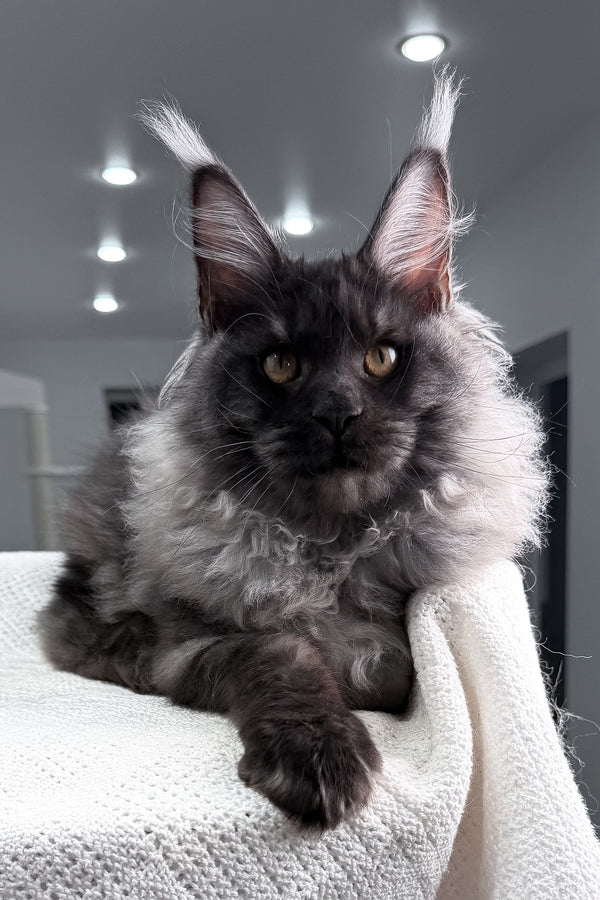 Quwentin | Maine Coon Kitten