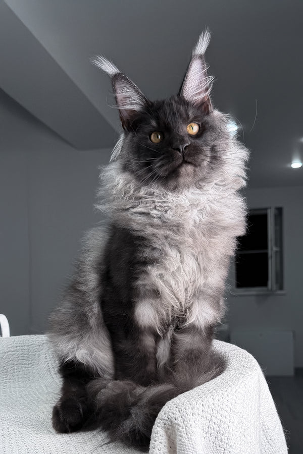 Quwentin | Maine Coon Kitten