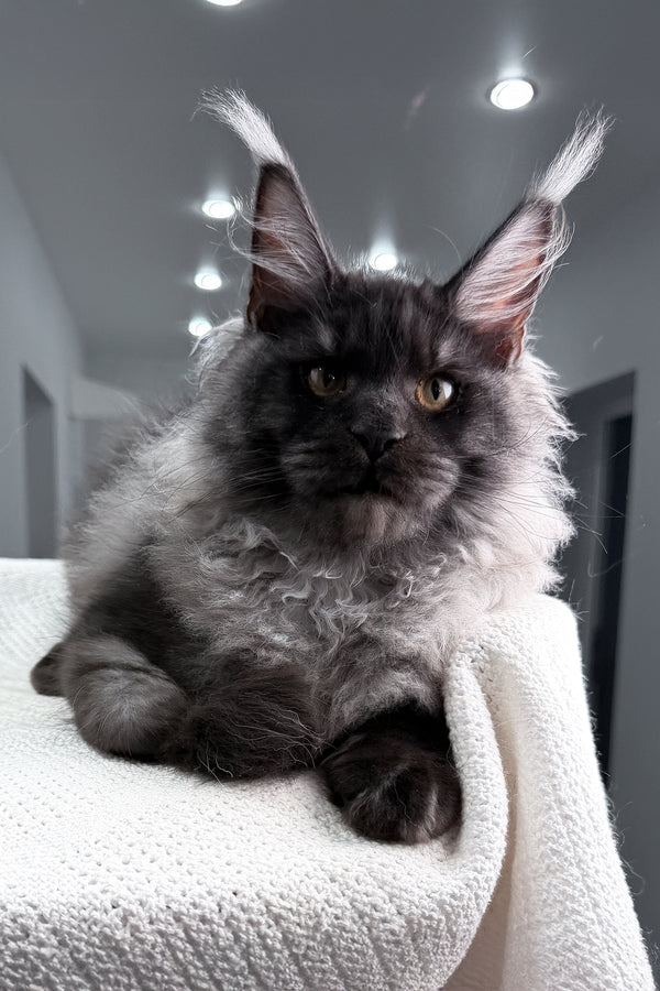 Quwentin | Maine Coon Kitten