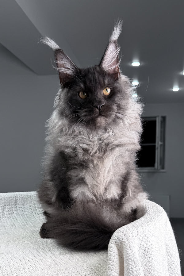 Quwentin | Maine Coon Kitten