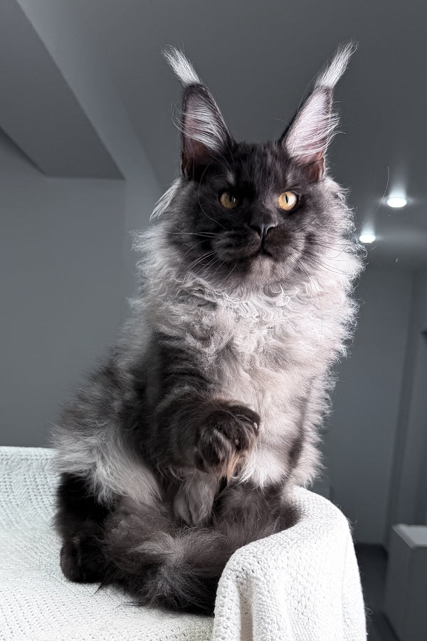 Quwentin | Maine Coon Kitten