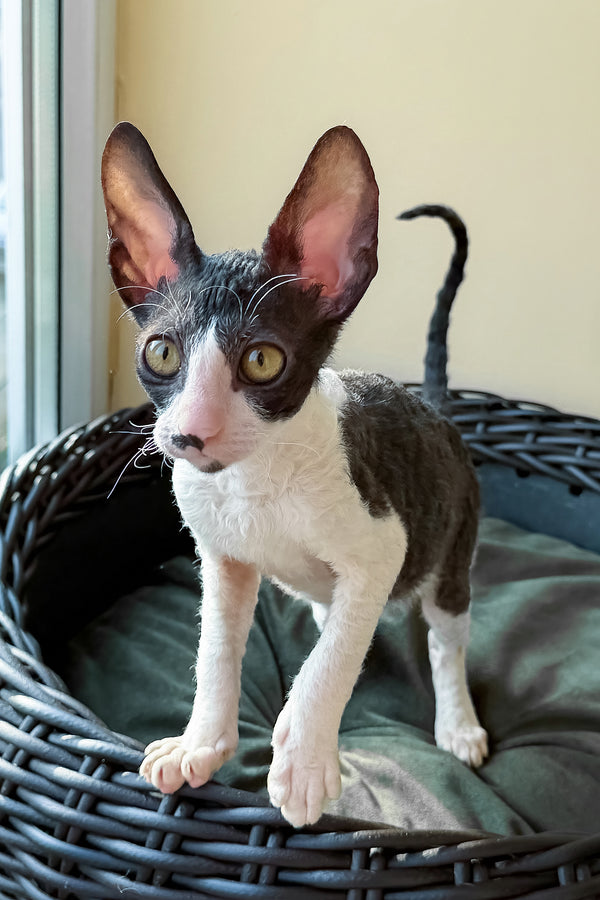 Quys | Cornish Rex Kitten