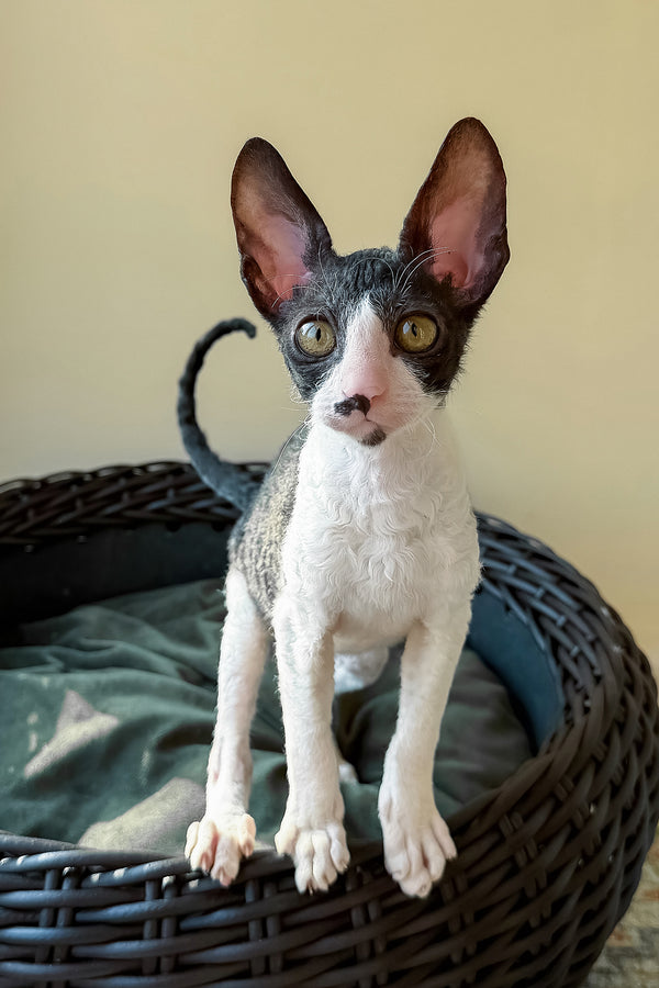Quys | Cornish Rex Kitten