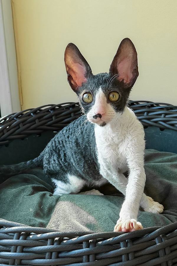 Quys | Cornish Rex Kitten
