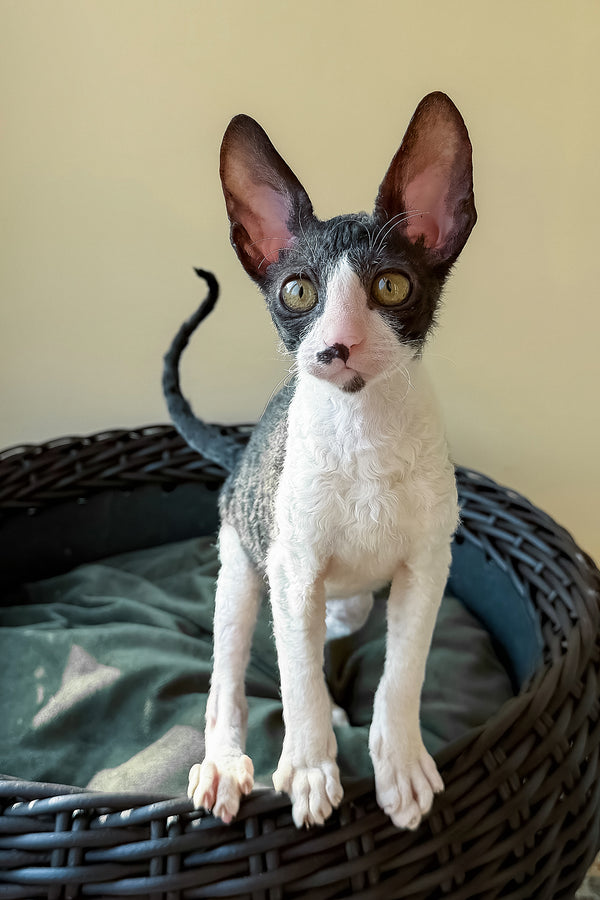 Quys | Cornish Rex Kitten