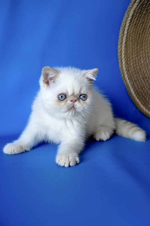 Rico | Exotic Shorthair Kitten
