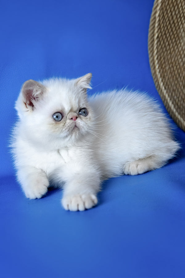 Rico | Exotic Shorthair Kitten